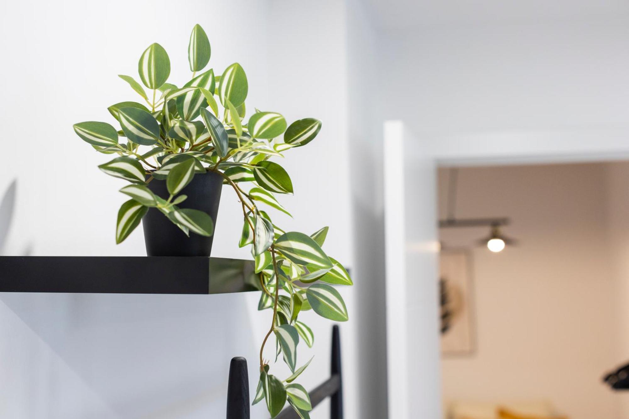ריבאדאו Apartamentos Gurugu מראה חיצוני תמונה
